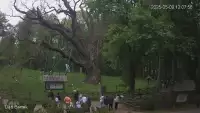 Ujęcie na najsłynniejsze drzewo Bartek w Polsce.