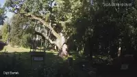Ujęcie na najsłynniejsze drzewo Bartek w Polsce.