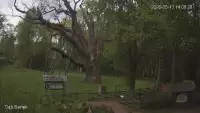 Ujęcie na najsłynniejsze drzewo Bartek w Polsce.