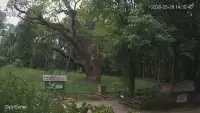 Ujęcie na najsłynniejsze drzewo Bartek w Polsce.