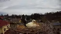 Międzyrzecze, widok z kamery na gniazdo bocianie. Oglądaj bociana białego.