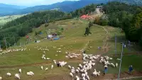 Widok z Kamery Palenica-Szafranówka