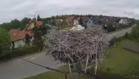 Widok na gniazdo bociana w miejscowości Pasłęk.