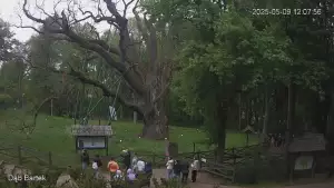 Ujęcie na najsłynniejsze drzewo Bartek w Polsce.