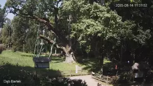 Ujęcie na najsłynniejsze drzewo Bartek w Polsce.