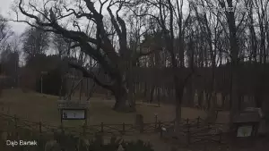 Ujęcie na najsłynniejsze drzewo Bartek w Polsce.