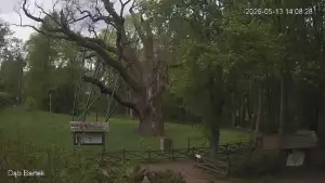Ujęcie na najsłynniejsze drzewo Bartek w Polsce.
