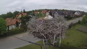 Widok na gniazdo bociana w miejscowości Pasłęk.