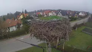 Widok na gniazdo bociana w miejscowości Pasłęk.