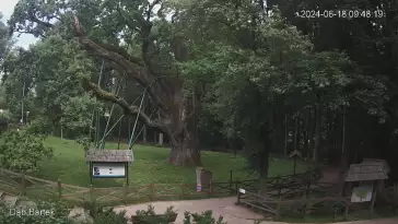 Ujęcie na najsłynniejsze drzewo Bartek w Polsce.