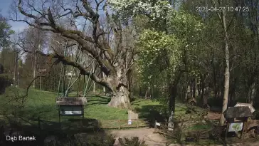 Ujęcie na najsłynniejsze drzewo Bartek w Polsce.
