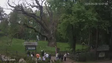 Ujęcie na najsłynniejsze drzewo Bartek w Polsce.