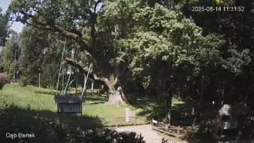 Ujęcie na najsłynniejsze drzewo Bartek w Polsce.