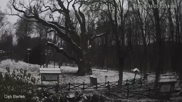 Ujęcie na najsłynniejsze drzewo Bartek w Polsce.