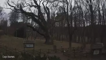 Ujęcie na najsłynniejsze drzewo Bartek w Polsce.