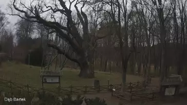 Ujęcie na najsłynniejsze drzewo Bartek w Polsce.