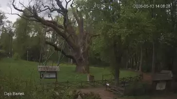 Ujęcie na najsłynniejsze drzewo Bartek w Polsce.
