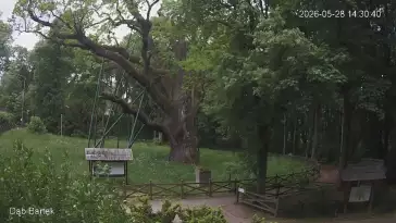 Ujęcie na najsłynniejsze drzewo Bartek w Polsce.