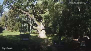 Ujęcie na najsłynniejsze drzewo Bartek w Polsce.
