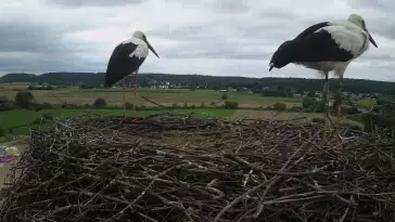 Kamera na gniazdo bociana białego