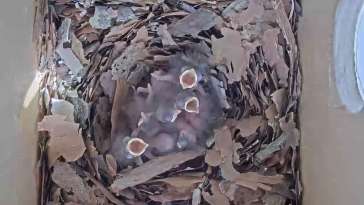 Widok z wnętrza karmnika - gniazda dla sikory Modraszki.
