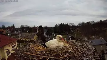Międzyrzecze, widok z kamery na gniazdo bocianie. Oglądaj bociana białego.