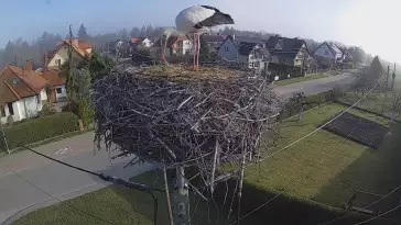 Widok na gniazdo bociana w miejscowości Pasłęk.