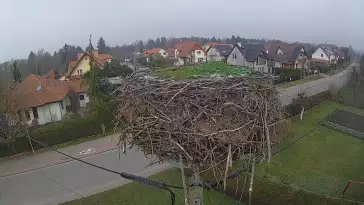 Widok na gniazdo bociana w miejscowości Pasłęk.