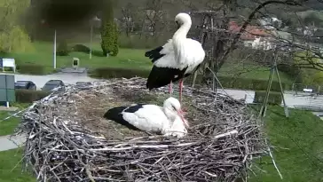 Obraz na żywo prezentuje gniazdo bociana w miejscowości Tyrawa Wołoska