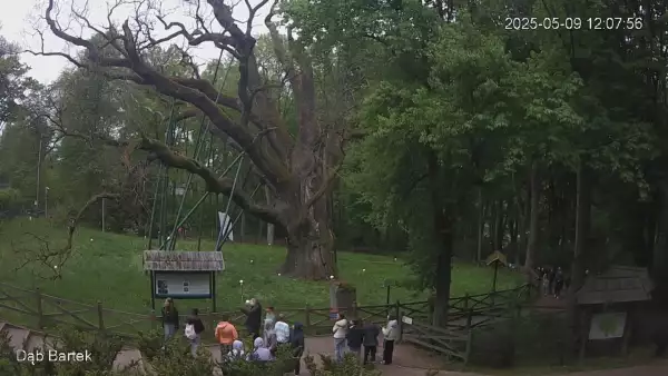 Ujęcie na najsłynniejsze drzewo Bartek w Polsce.