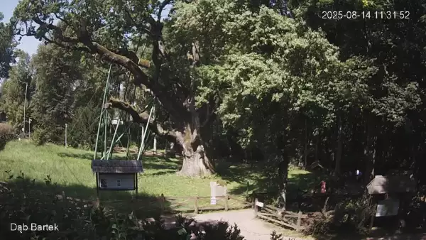 Ujęcie na najsłynniejsze drzewo Bartek w Polsce.