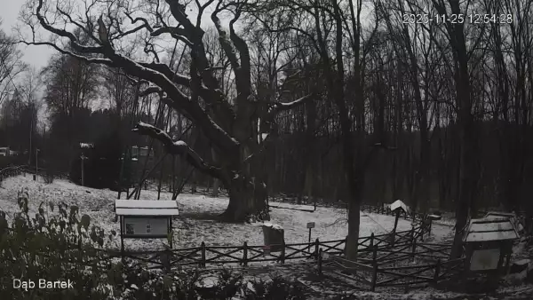 Ujęcie na najsłynniejsze drzewo Bartek w Polsce.