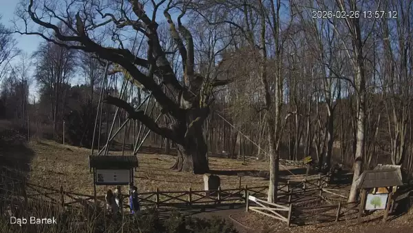 Ujęcie na najsłynniejsze drzewo Bartek w Polsce.