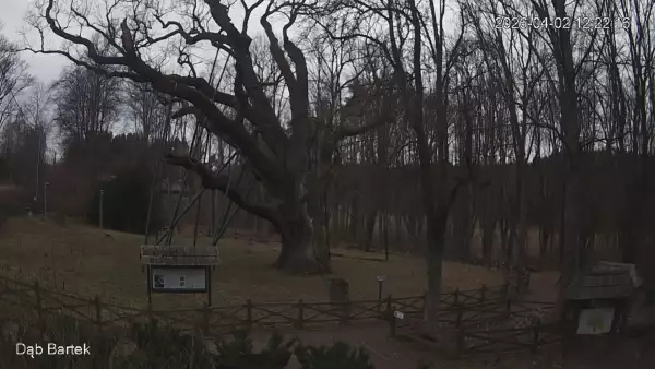 Ujęcie na najsłynniejsze drzewo Bartek w Polsce.