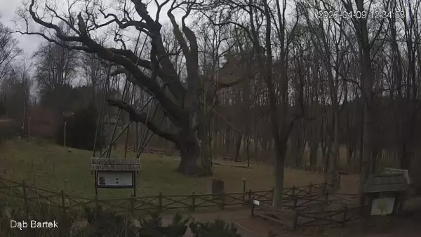 Ujęcie na najsłynniejsze drzewo Bartek w Polsce.