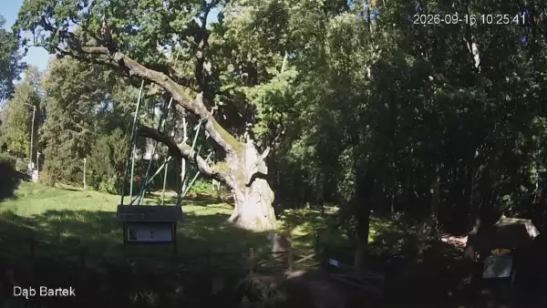 Ujęcie na najsłynniejsze drzewo Bartek w Polsce.