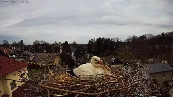 Międzyrzecze, widok z kamery na gniazdo bocianie. Oglądaj bociana białego.