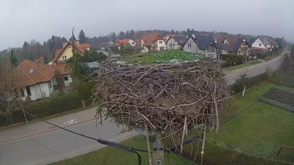 Widok na gniazdo bociana w miejscowości Pasłęk.