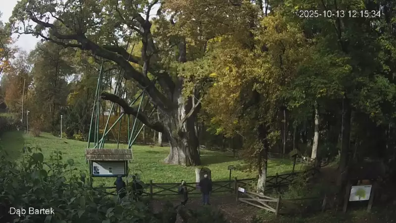 Ujęcie na najsłynniejsze drzewo Bartek w Polsce.