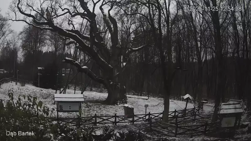 Ujęcie na najsłynniejsze drzewo Bartek w Polsce.