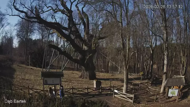 Ujęcie na najsłynniejsze drzewo Bartek w Polsce.