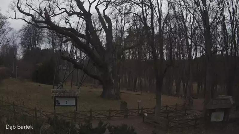 Ujęcie na najsłynniejsze drzewo Bartek w Polsce.