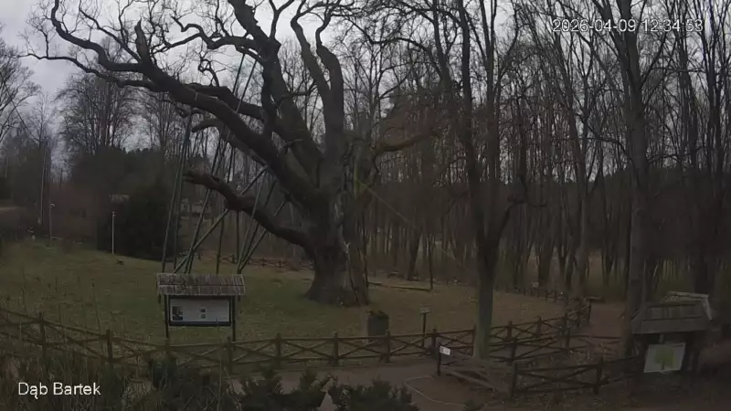 Ujęcie na najsłynniejsze drzewo Bartek w Polsce.