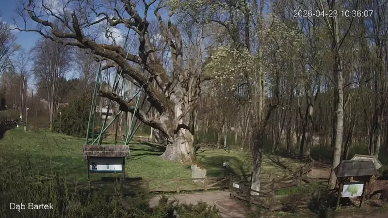 Ujęcie na najsłynniejsze drzewo Bartek w Polsce.