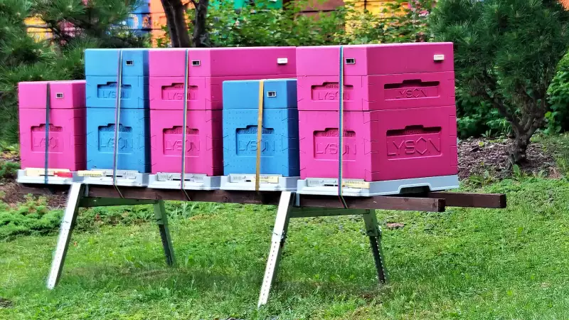 Kamera na żywo z pasieki Łysoń - oglądaj życie owadów teraz
