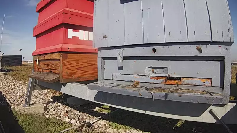 Widok na wlot do ula