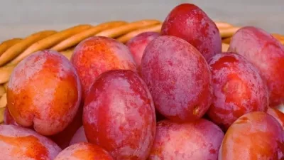 Wybór odmiany śliwy do Twojego ogrodu