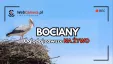 Oglądaj życie bocianów z Międzyrzecza Górnego i subuj nasz kanał na YouTube