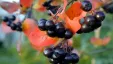 Aronia czarna – zdrowy krzew owocowy o wyjątkowej odporności i wysokiej wartości odżywczej