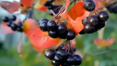 Aronia czarna – zdrowy krzew owocowy o wyjątkowej odporności i wysokiej wartości odżywczej